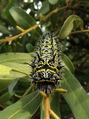Gonimbrasia zambesina