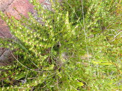Cliffortia filifolia