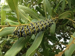 Gonimbrasia zambesina