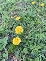 Taraxacum officinale