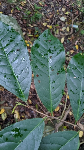 Prunus zippeliana, photograph 6
