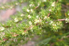 Cliffortia filifolia
