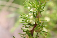 Cliffortia filifolia