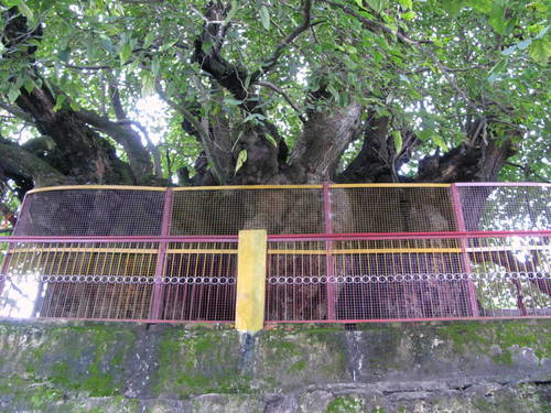 Himalayan mulberry (Morus serrata)