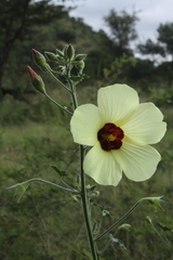 Hibiscus engleri