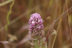 Castilleja exserta exserta