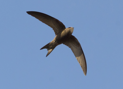 Pallid Swift, Alicante, España, photo 6 of 10