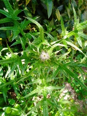Cirsium