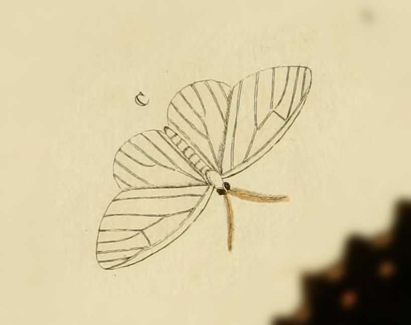 Leucula festiva