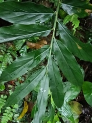Zingiber kawagoii