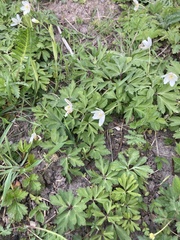 Anemonoides nemorosa