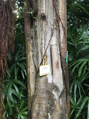 Ficus binnendykii