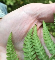 Felisacus elegantulus