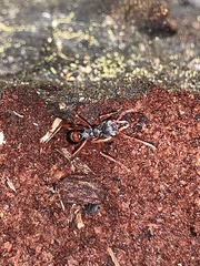 Myrmecia esuriens