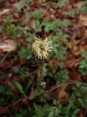Carex pilosa