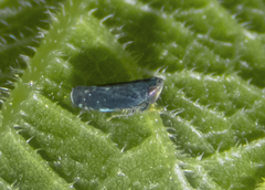 Scaphytopius frontalis