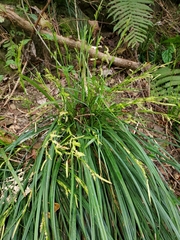 Carex sociata