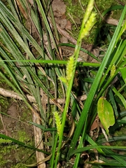 Carex sociata