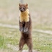 Eurasian Pine Marten - Photo (c) tpa63, some rights reserved (CC BY-NC)