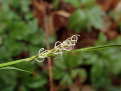 Carex pilosa