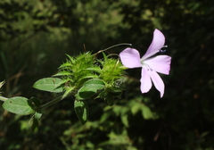 Barleria saxatilis