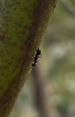 Ochetellus glaber
