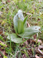 Orchis purpurea