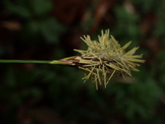Carex pilosa