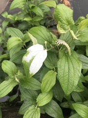 Saururus chinensis