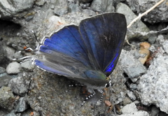 Hypolycaena erylus