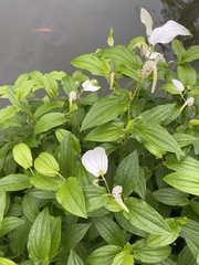 Saururus chinensis