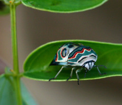 Sphaerocoris annulus