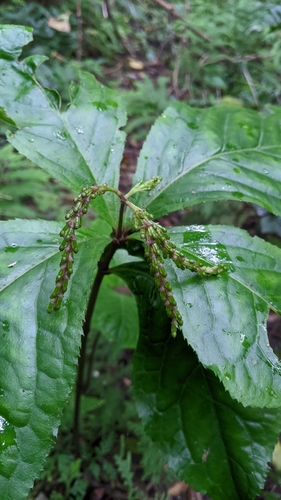 Chloranthus henryi, photograph 1