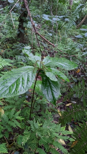 Chloranthus henryi, photograph 2