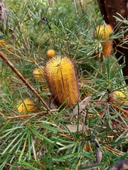 Banksia collina