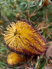 Banksia collina