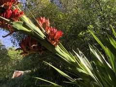 Doryanthes palmeri
