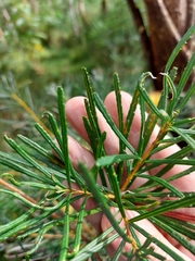 Banksia collina