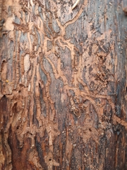 Anthaxia quadripunctata