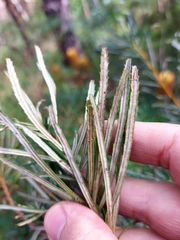 Banksia collina
