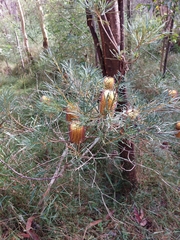 Banksia collina