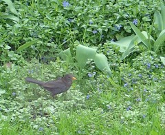 Turdus merula