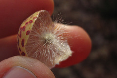 Atrusca quercuscentricola