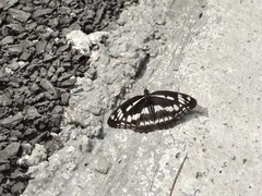 Limenitis sulpitia