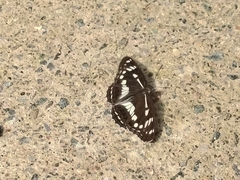 Limenitis helmanni