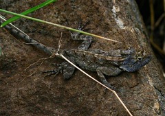 Agama mossambica