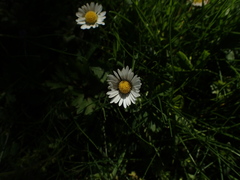 Bellis perennis