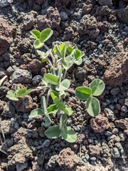 Trifolium