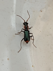 Cyrtosus cyanipennis