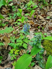 Ajuga genevensis